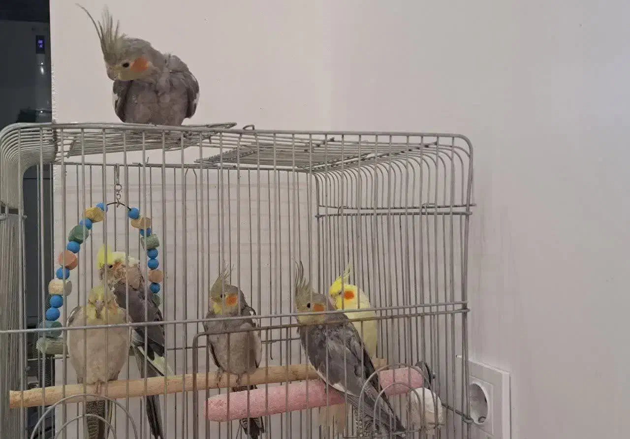 6 عدد عروس هلندی|پرنده|گرمسار, |دیوار