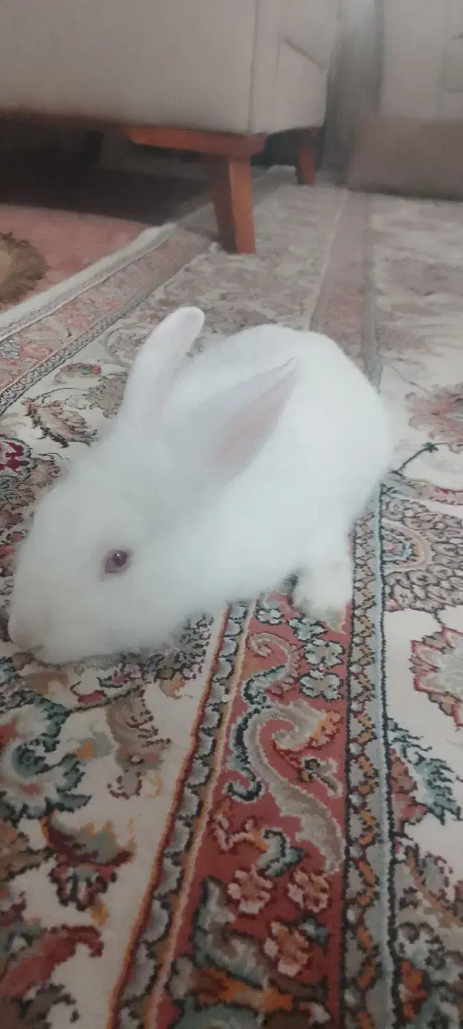 خرگوش سر حال شیطون|موش و خرگوش|بروجرد, |دیوار