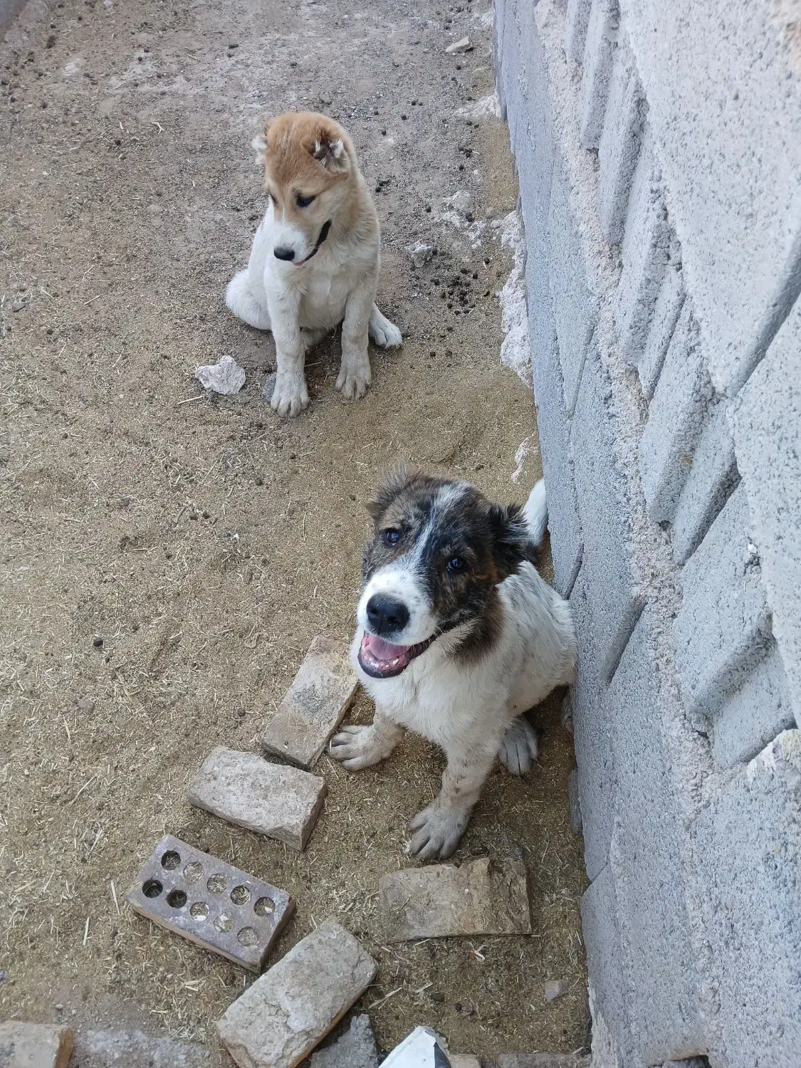 گمشده لطفااگردیدیداطلاع دهید|سگ|قائن, |دیوار