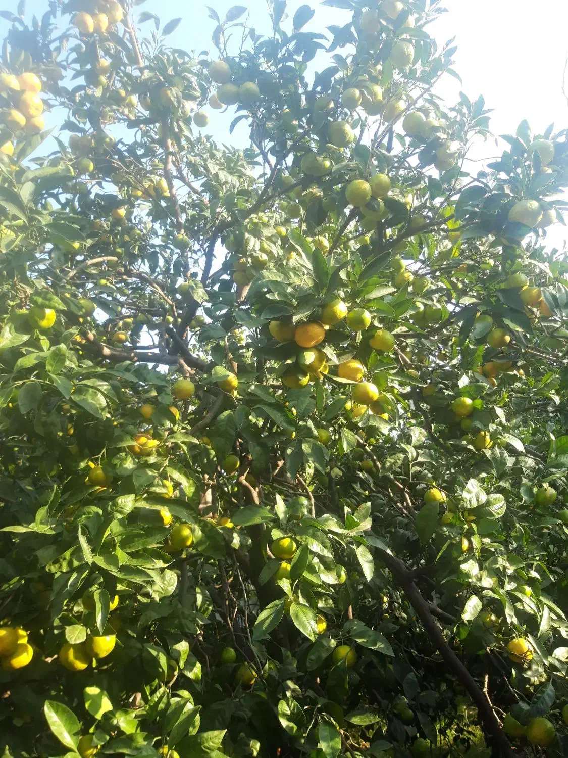 نارنگی محلی( انشو) پیج و یافاو لیمو ترش|خوردنی و آشامیدنی|جویبار, |دیوار