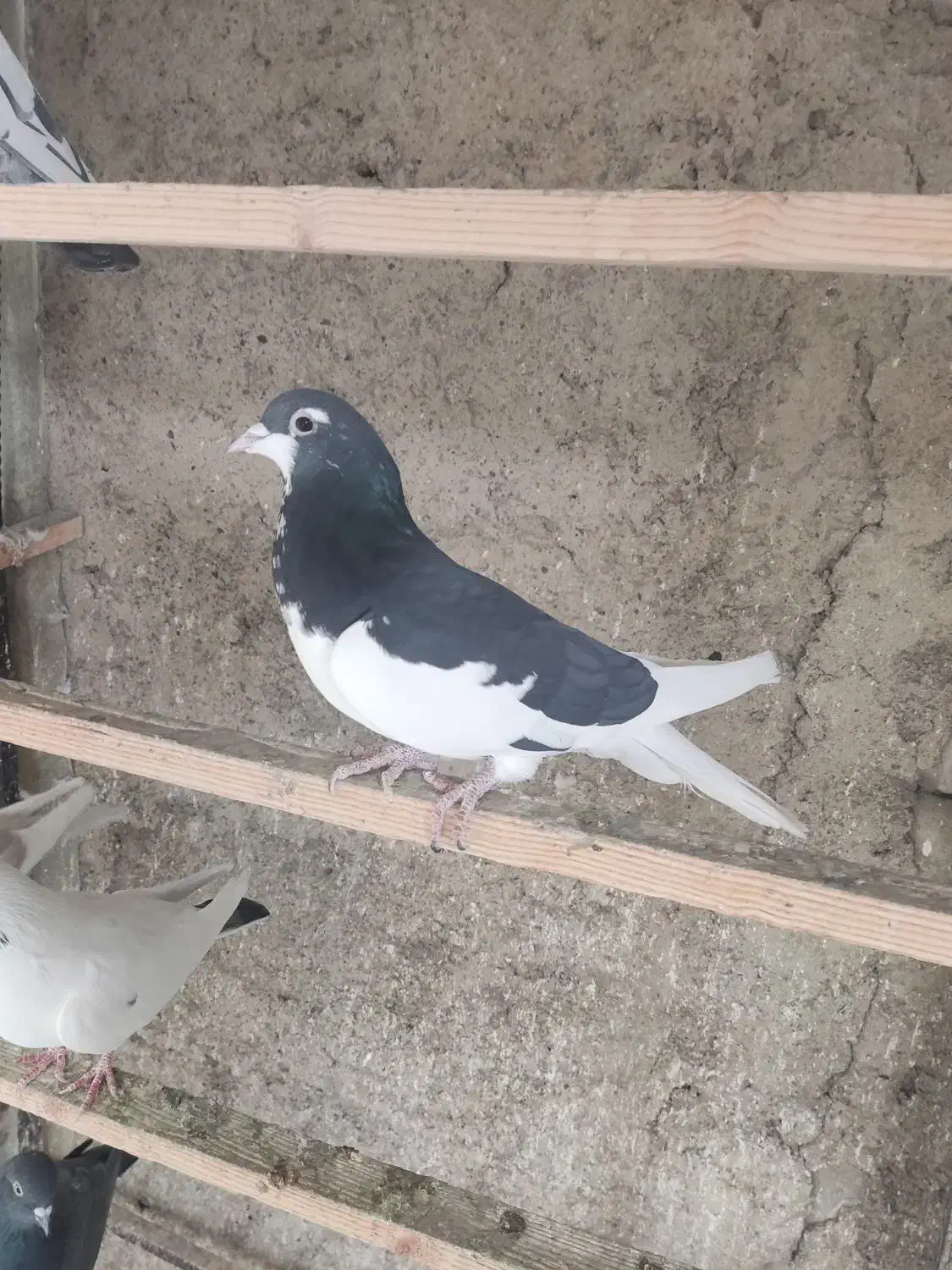 کبوتر شهرستانی|پرنده|تهران, میدان میوه و تره‌بار مرکزی|دیوار