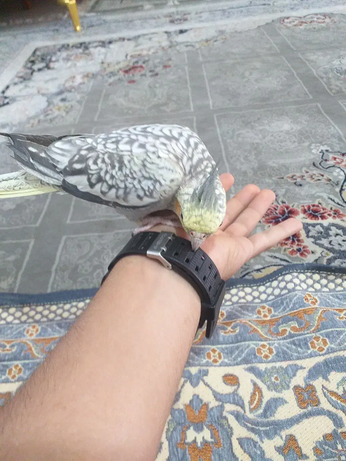 عروس هلندی دستی|پرنده|دامغان, |دیوار