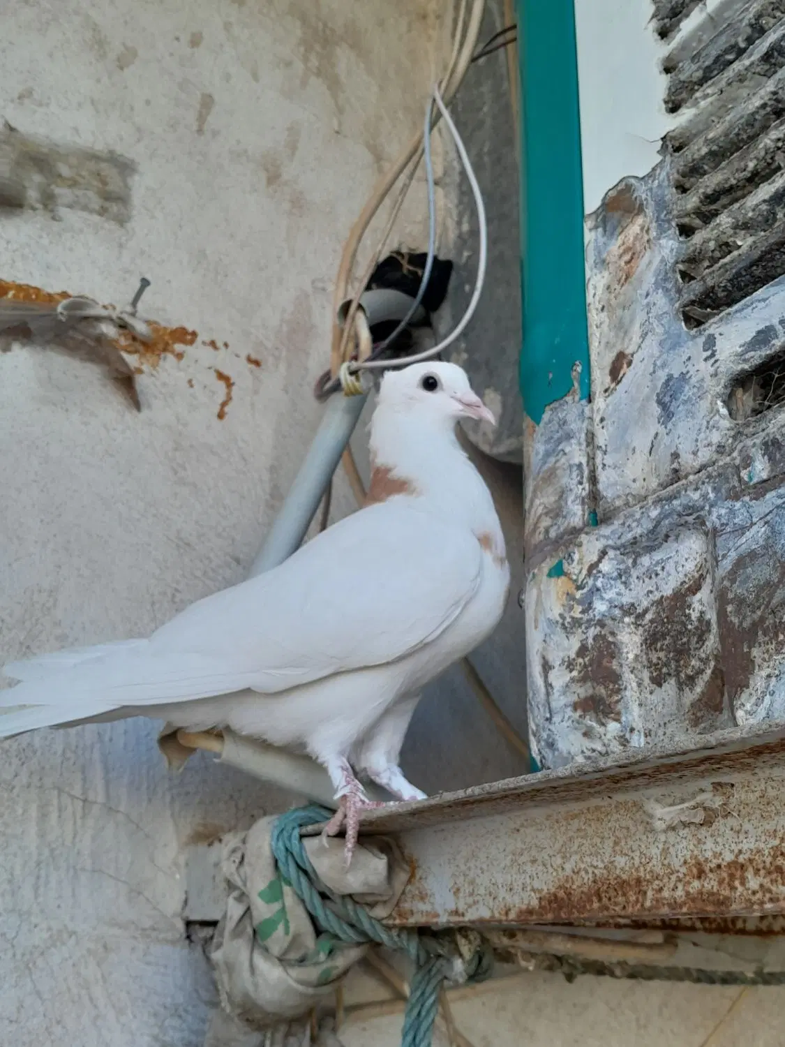 کبوتر|پرنده|سیرجان, |دیوار