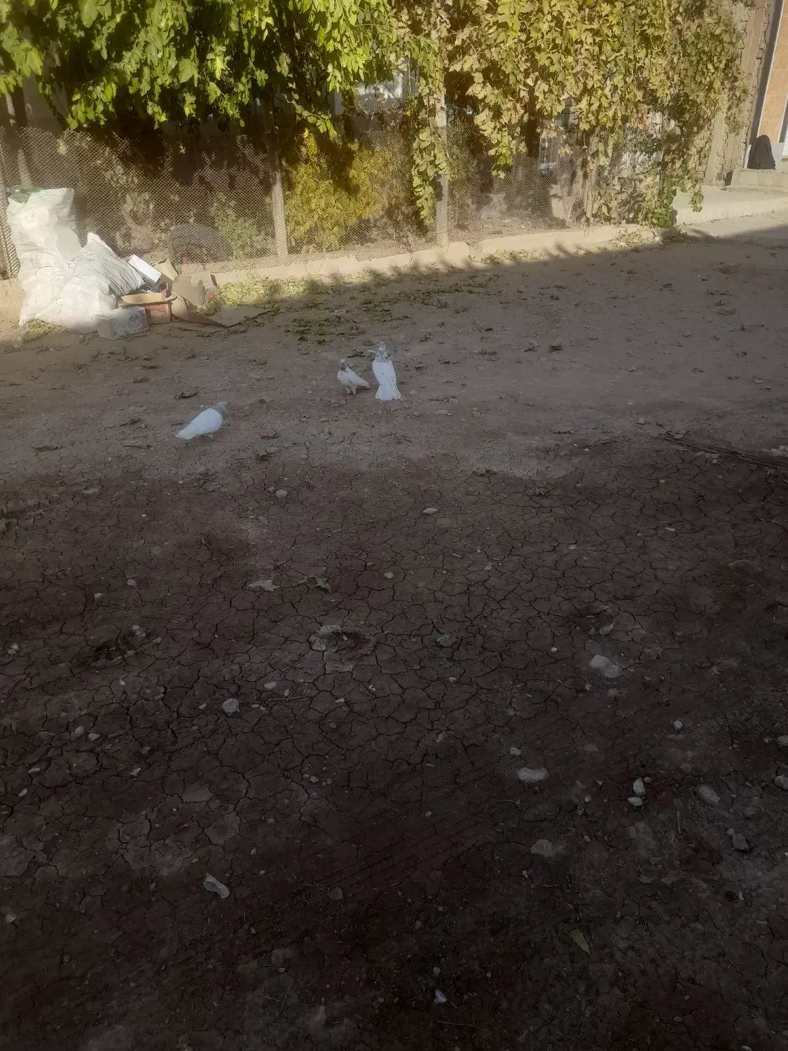 کفتر|پرنده|سردرود, |دیوار