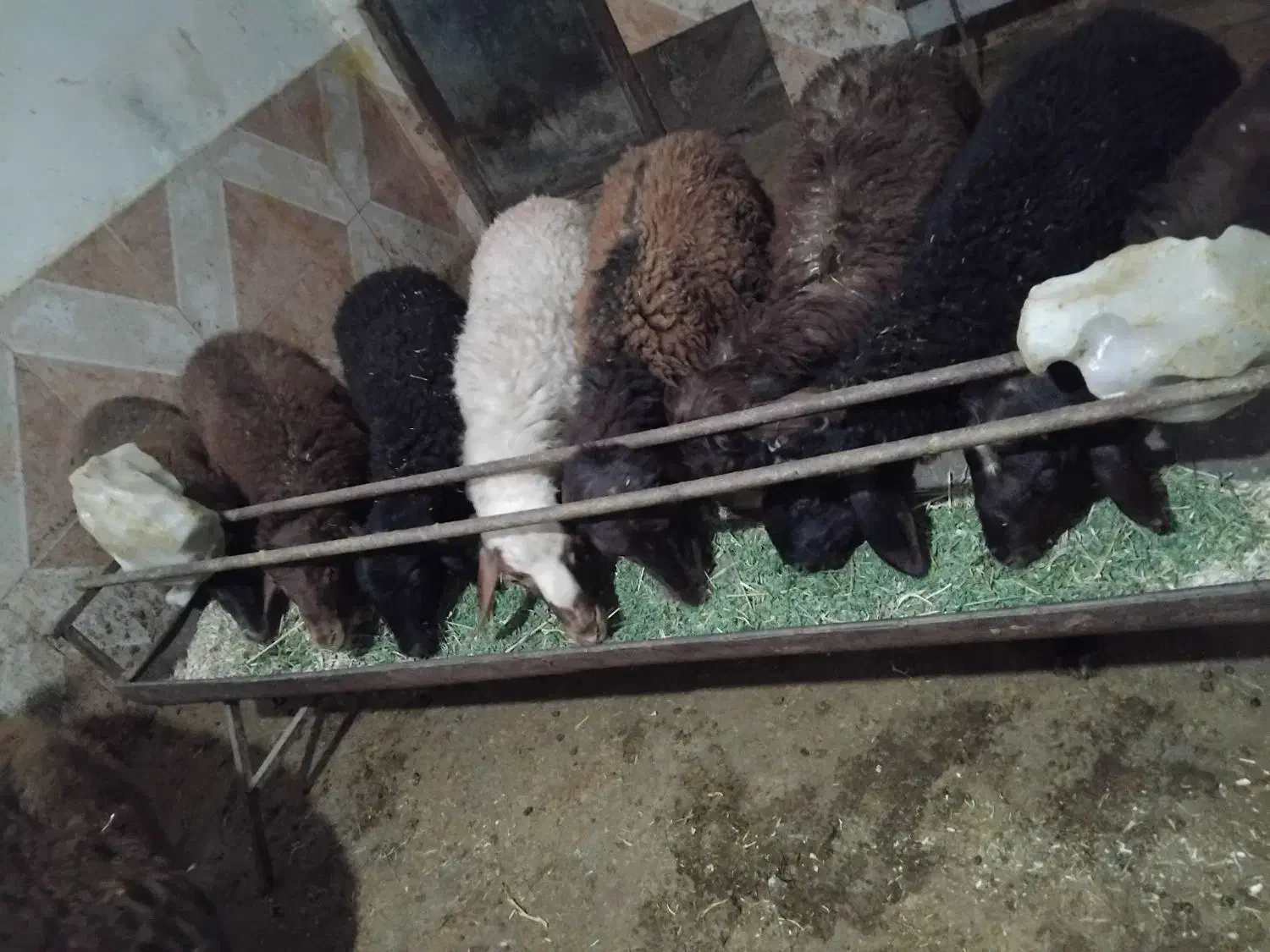 12 تا بره نر|حیوانات مزرعه|الیگودرز, |دیوار