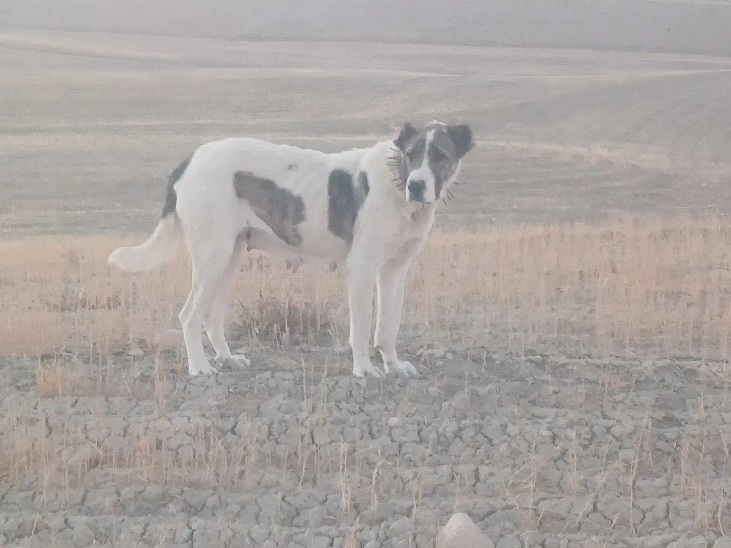 سگ ماده دو ساله|سگ|همدان, |دیوار