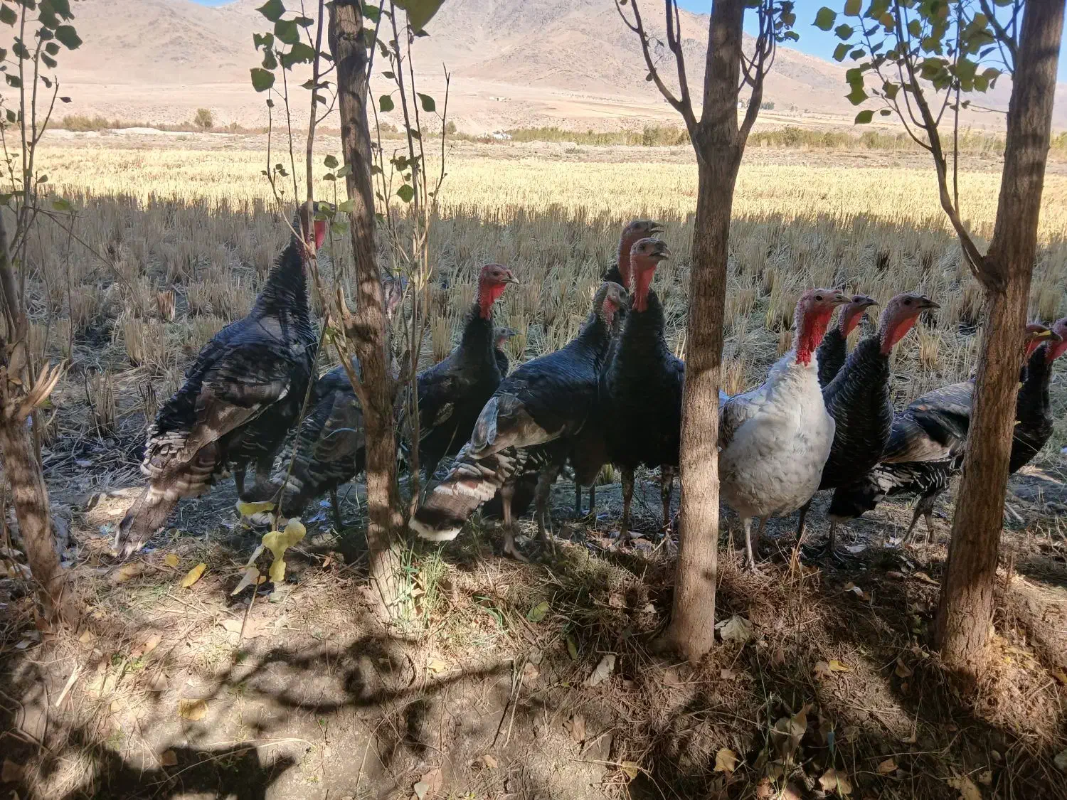 بوقلمون محلی|حیوانات مزرعه|صحنه, |دیوار