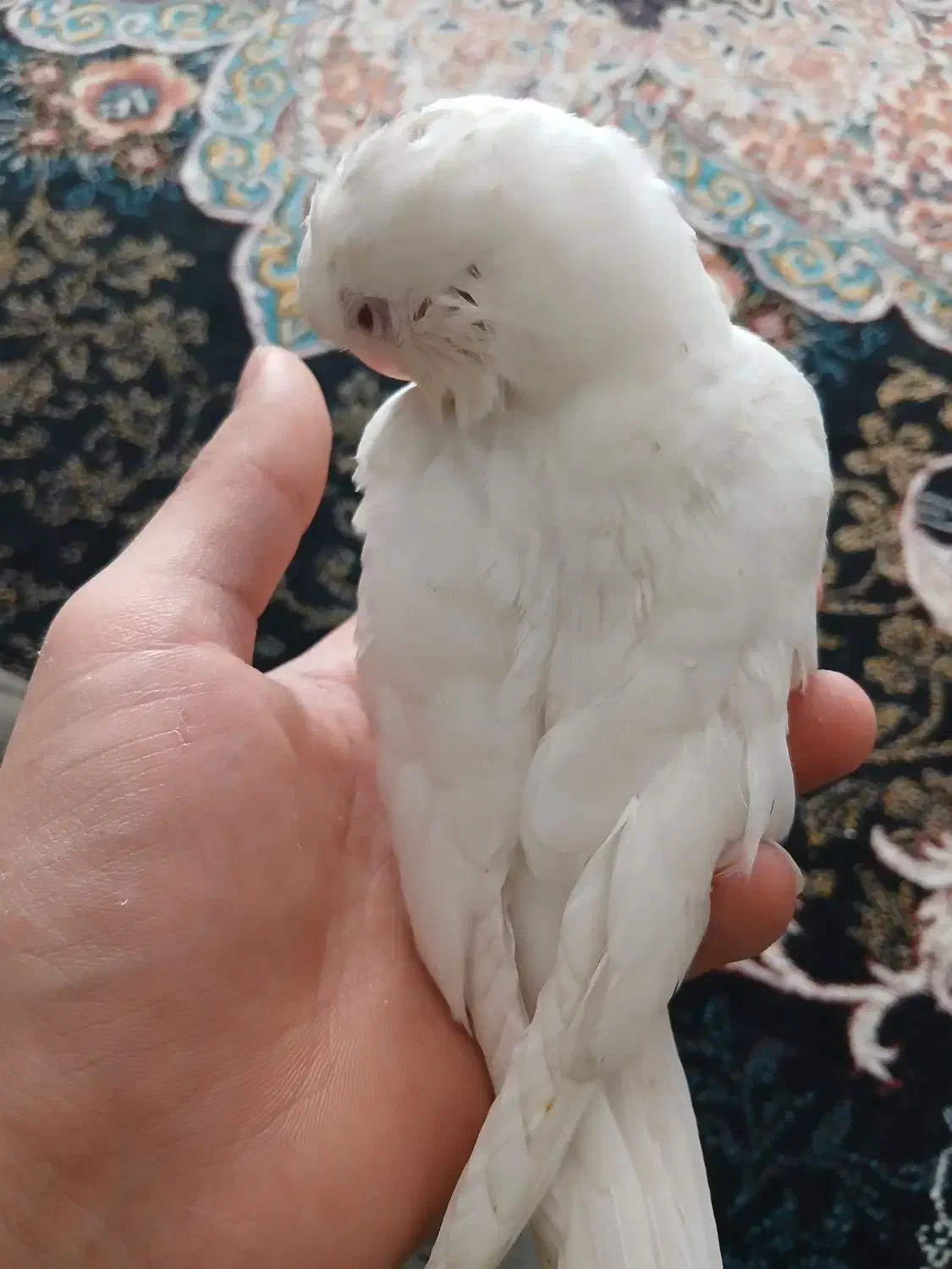 جوجه عروس هلندی آلبینو چشم شرابی|پرنده|قدس, شهر‌قدس|دیوار