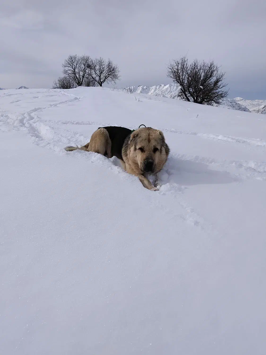 سگ سرابی|سگ|مریوان, |دیوار