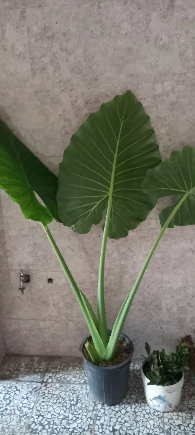 گل بابا ادم|گل و گیاه طبیعی|سیاهکل, |دیوار