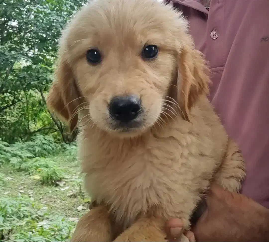 سگ انگلیسی|سگ|سنگر, |دیوار