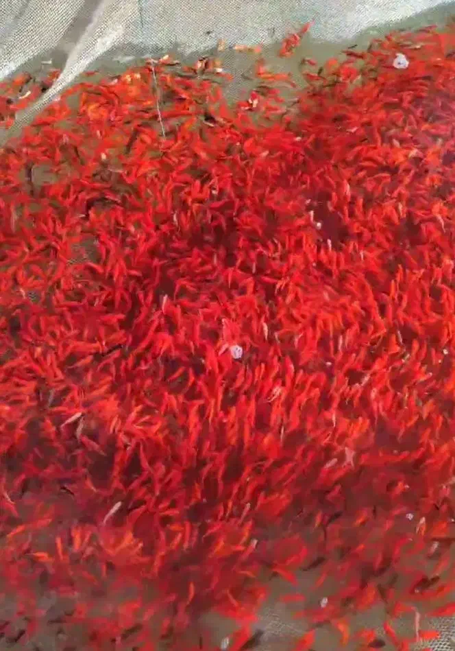 ماهی وتنگ|ماهی|یزد, |دیوار