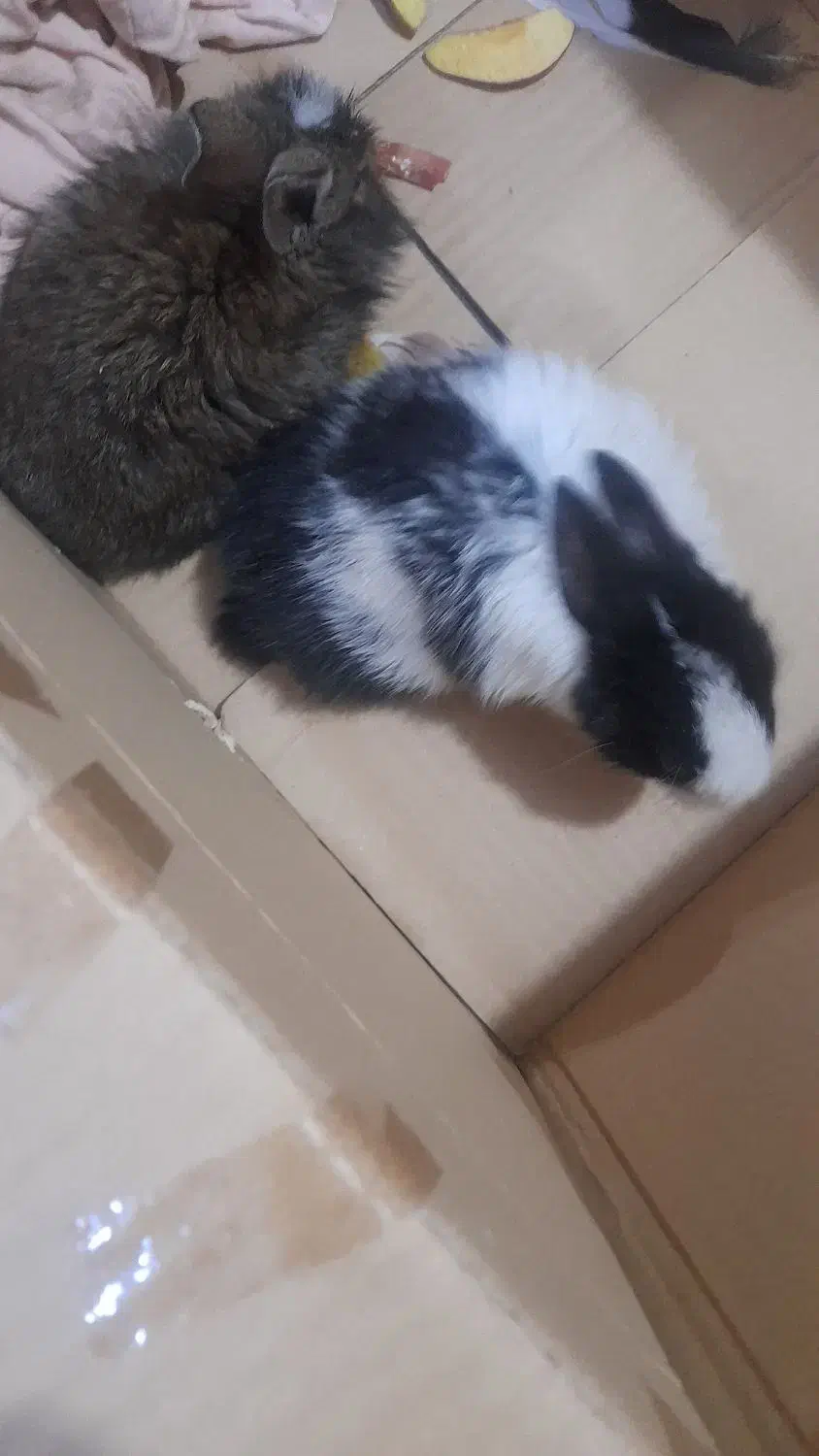 خرگوش زیبا و سالم|موش و خرگوش|اهواز, باغ شیخ|دیوار