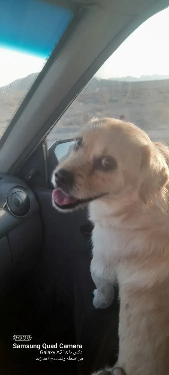 سگ پاپی|سگ|شاهینشهر, فرودگاه هسا|دیوار