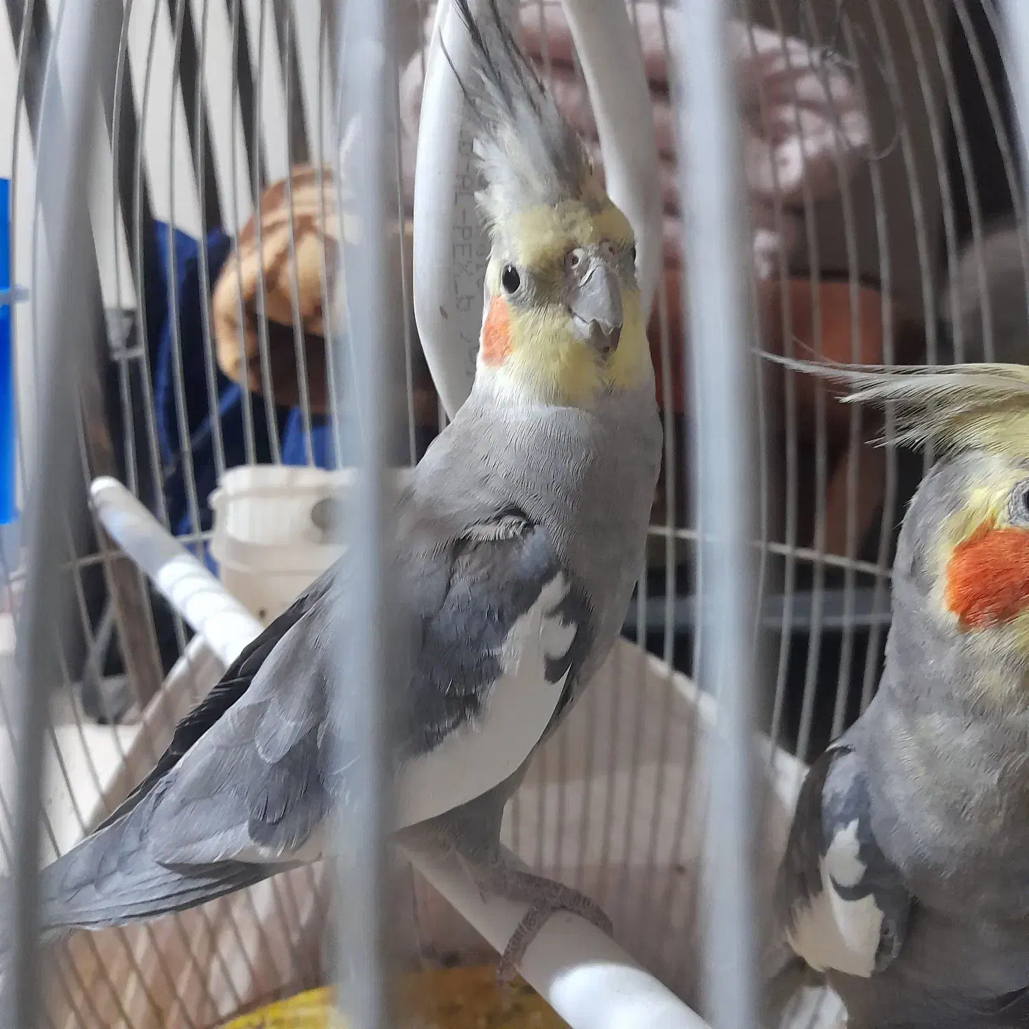 جفت عروس هلندی۱۰ماهه|پرنده|مشهد, هدایت|دیوار