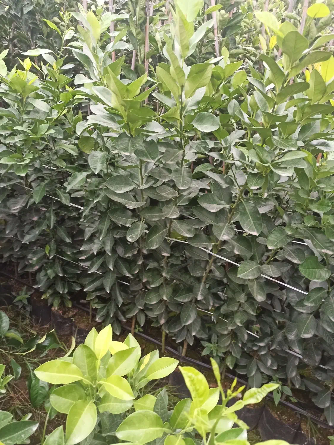 انواع نهال مرکبات|خدمات باغبانی و درختکاری|قائمشهر, |دیوار