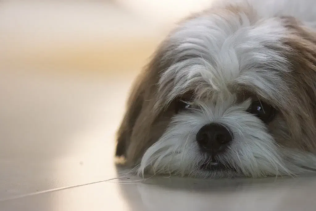 گمشده|حیوانات|کرمانشاه, |دیوار