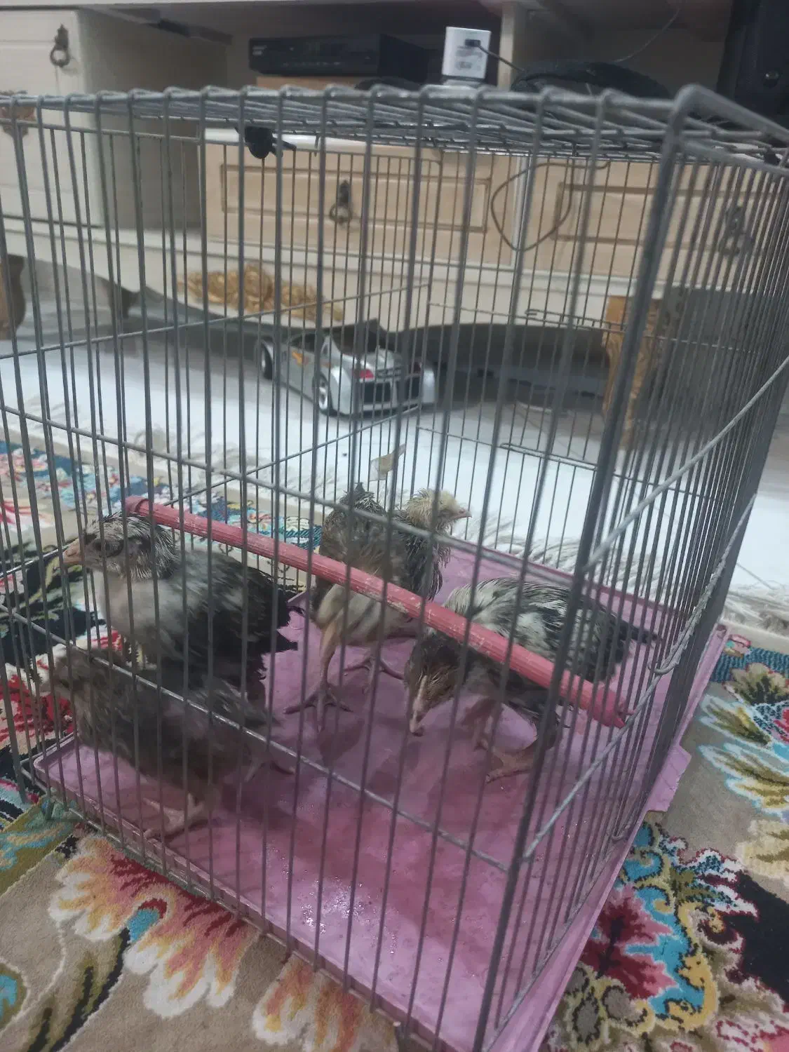 جوجه رسمی|حیوانات مزرعه|تهران, افسریه شمالی|دیوار