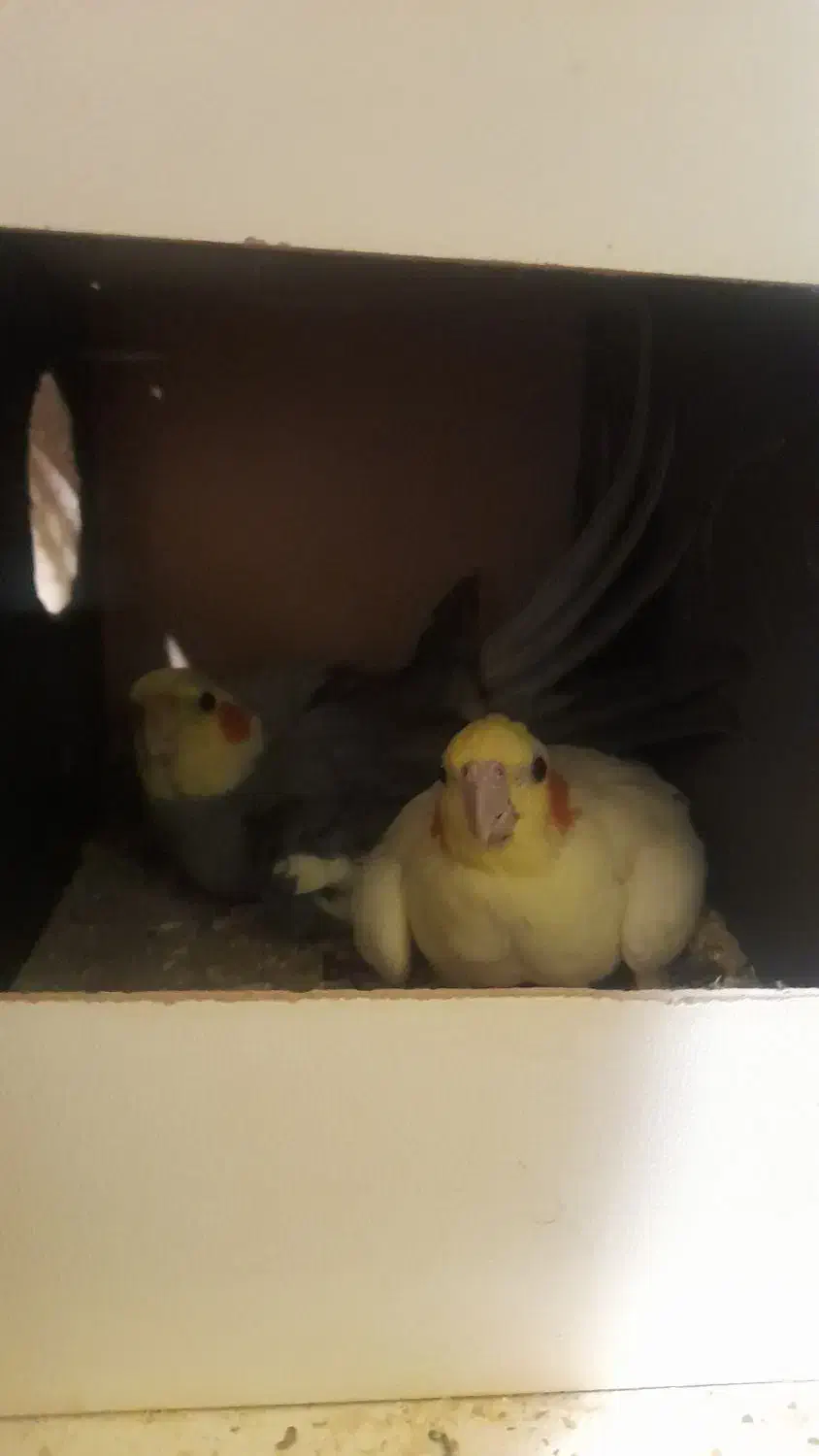 طوطی عروس هلندی با تخم و جوجه مرغ عشق انگلیسی|پرنده|زاهدان, |دیوار