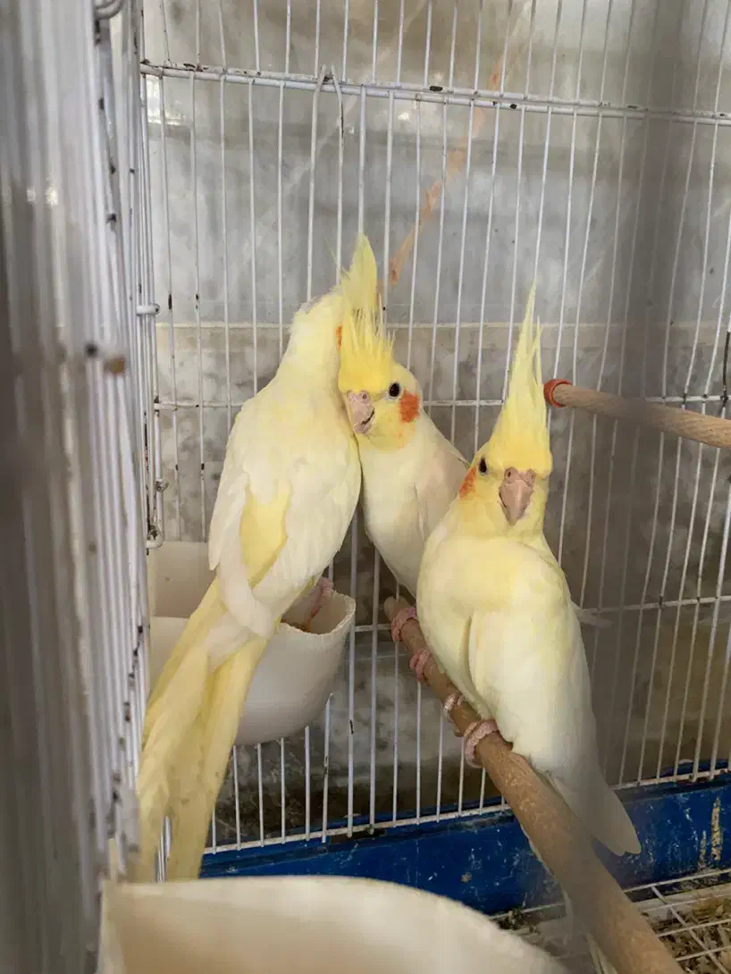 طوطی هلندی|پرنده|بابل, |دیوار