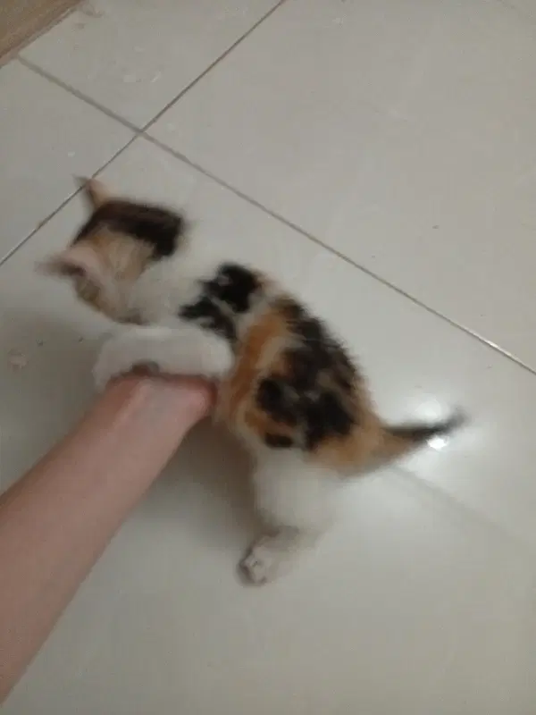 گربه|گربه|میبد, |دیوار