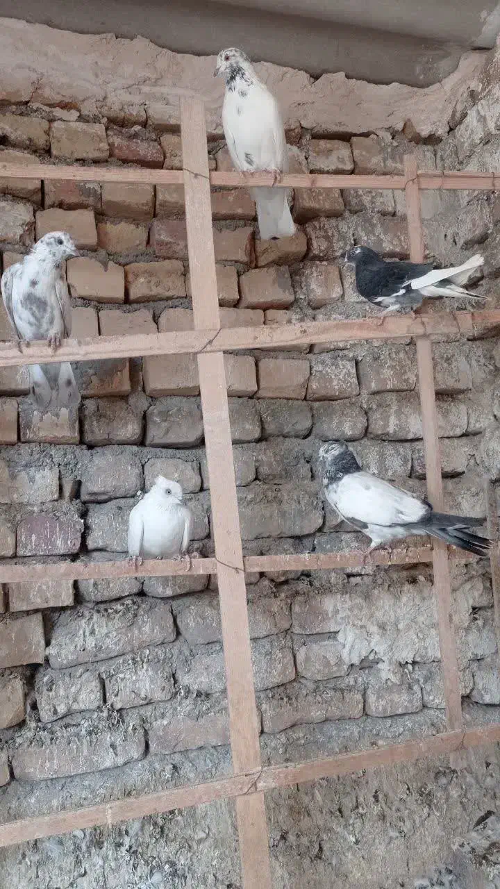 کبوترفروشی|پرنده|کاشان, دشت لتحر|دیوار