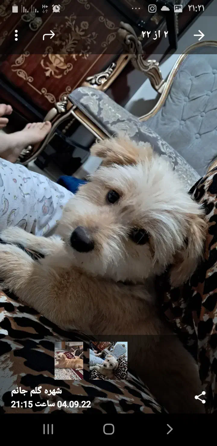 سگ گمشده|حیوانات|گالیکش, |دیوار