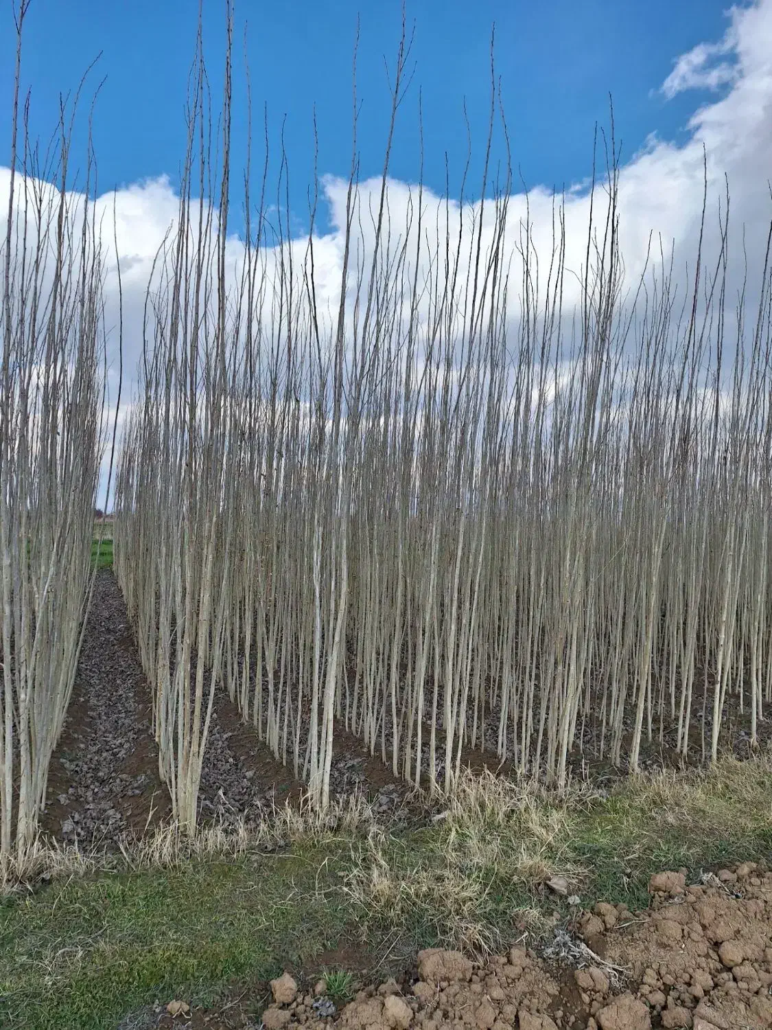 فروش انواع نهال و صنوبر|خدمات باغبانی و درختکاری|ترکمانچای, |دیوار