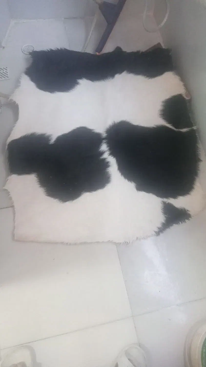 پوست گوساله  دباغی شده|صنایع دستی و سایر لوازم تزئینی|شهریار, شهرک بهاران (ویره)|دیوار