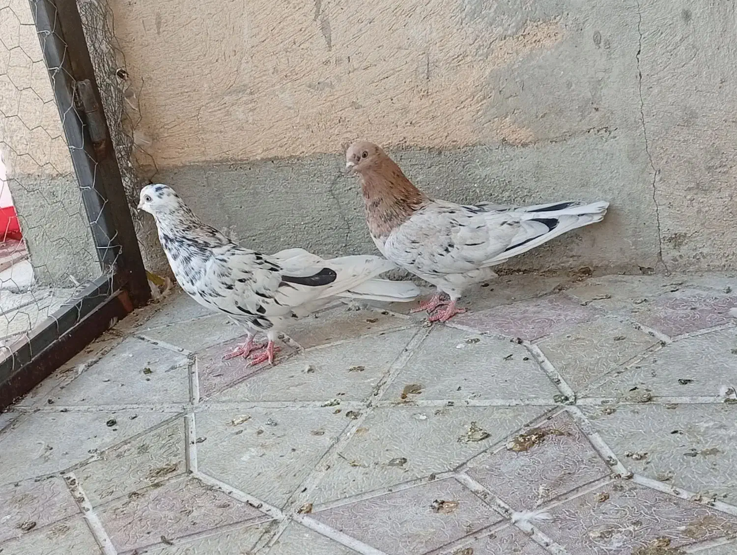 کبوتر|پرنده|شاهین دژ, |دیوار