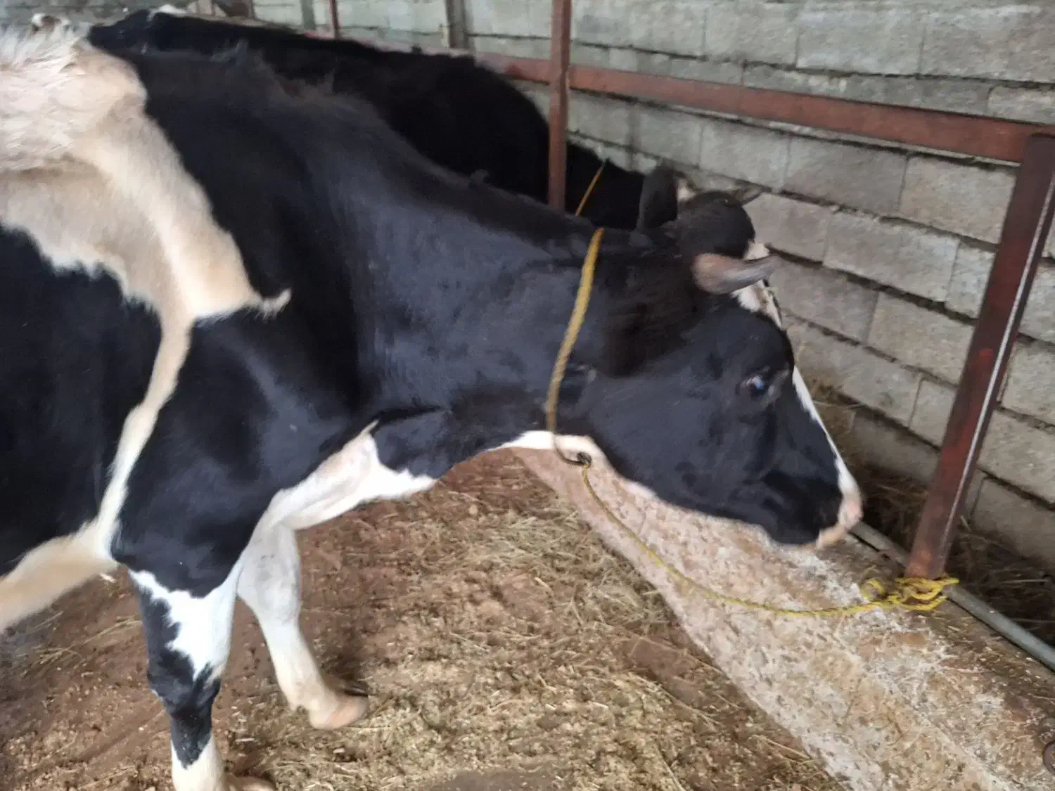 گاو هولشتاین 3ماه حامله|حیوانات مزرعه|چوبر, |دیوار