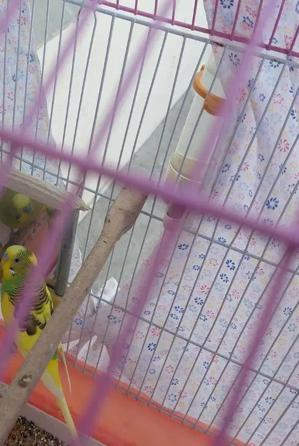 مرغ عشق نر معاوضه با ماده|پرنده|زاهدان, |دیوار