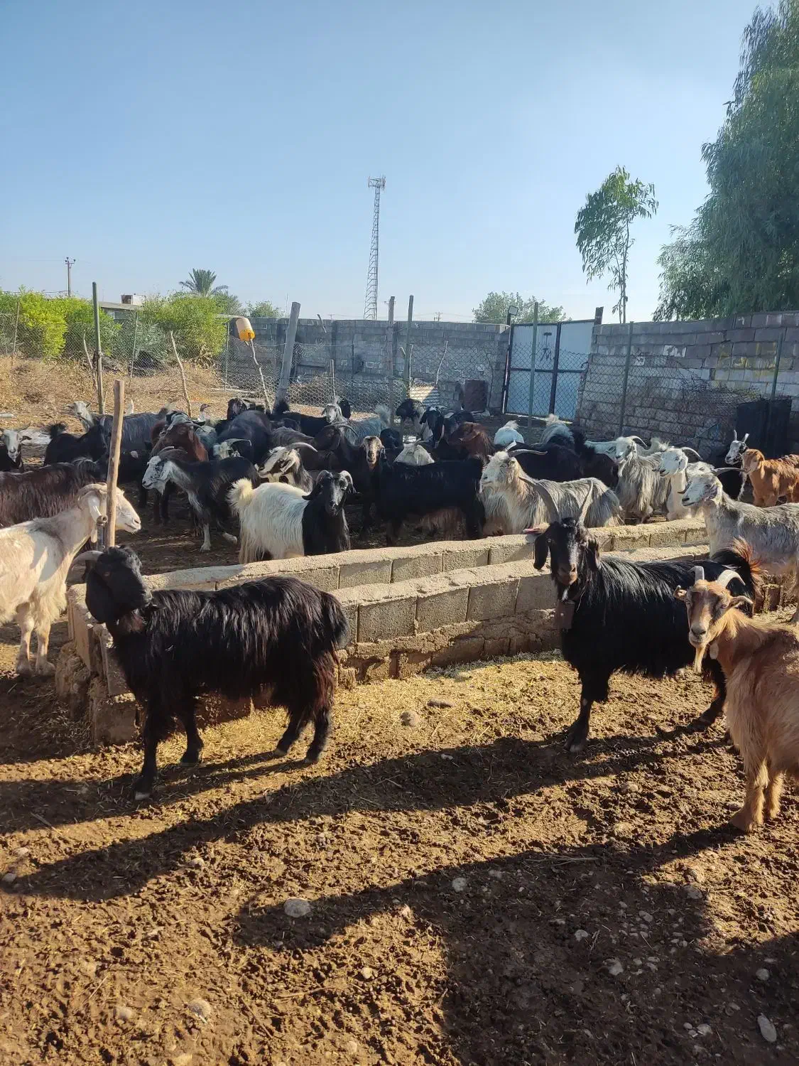 بز داشتی|حیوانات مزرعه|بهبهان, |دیوار