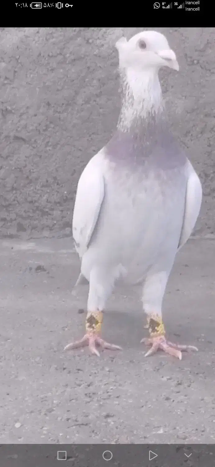 نر مسجدی بیازی کاکلی|حیوانات|لار, |دیوار