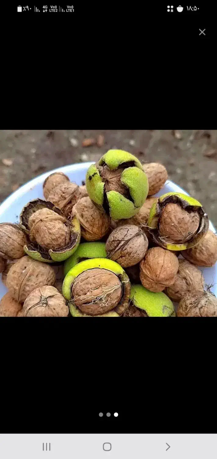 گردو بوانات درجه یک سوپر به قیمت عمده|خوردنی و آشامیدنی|شیراز, شهرک گلستان|دیوار