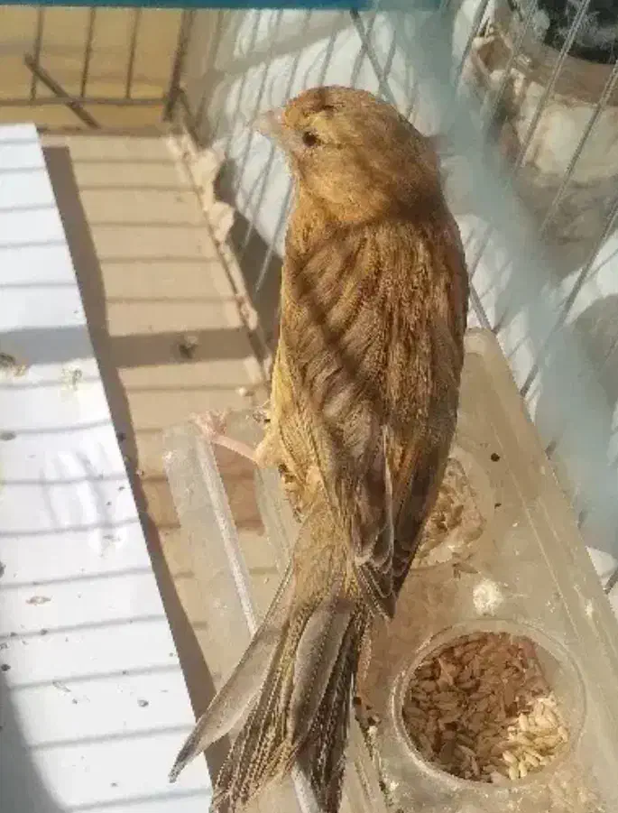 قناری*زیتونسرخ*جفتی قناریسهره|پرنده|شیراز, شهرک قمشه|دیوار