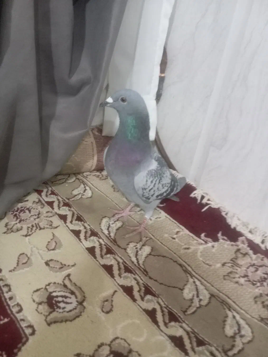 کفترسبزپرشی|پرنده|میان جلگه, |دیوار