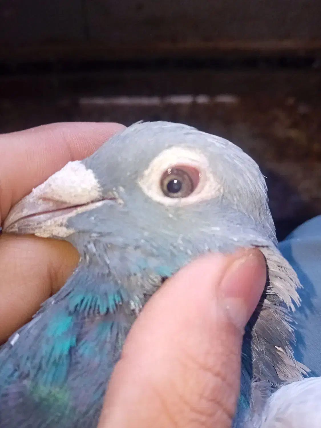 کفتر مینا سبزاردن|پرنده|زاهدان, |دیوار