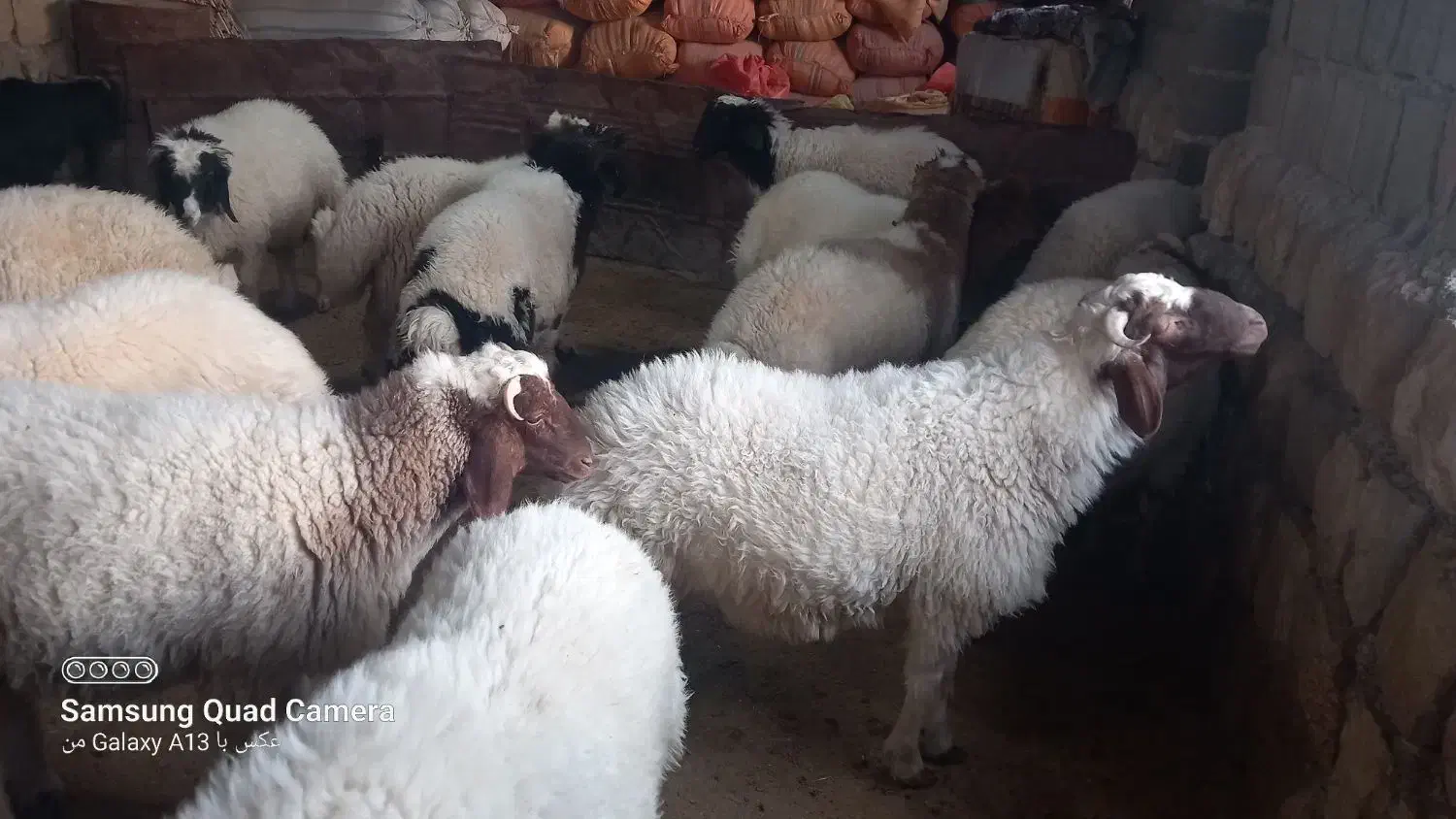 بره|حیوانات مزرعه|سیوان, |دیوار