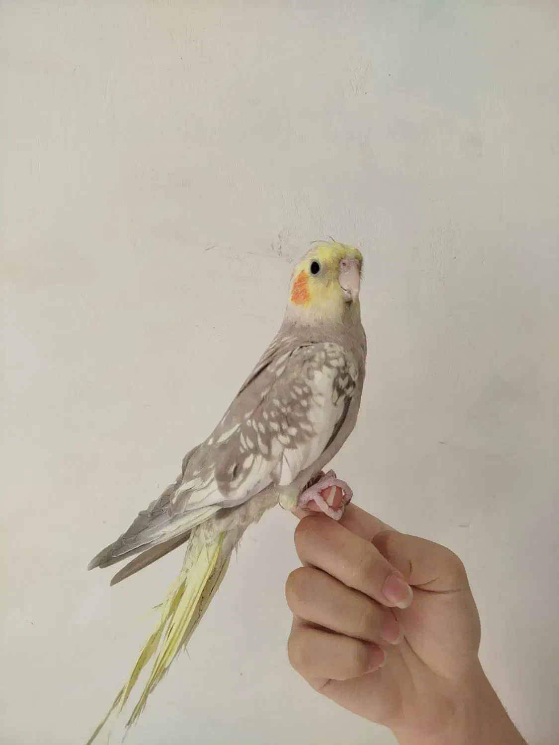 عروس هلندی دستی|پرنده|شاهین‌شهر, نبوت|دیوار