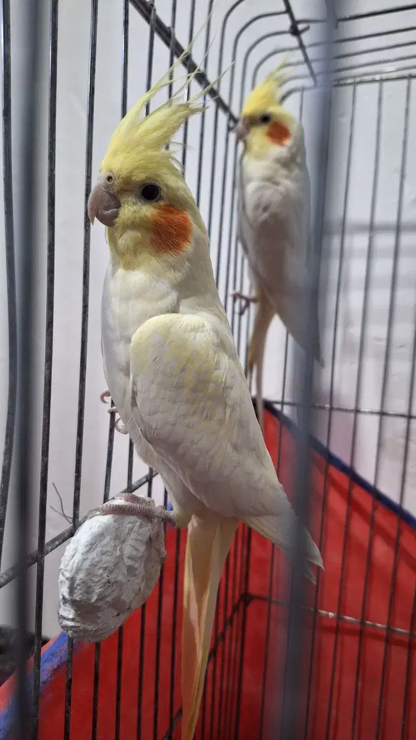 عروس هلندی.طوطی.|پرنده|شیروان (لرستان), |دیوار