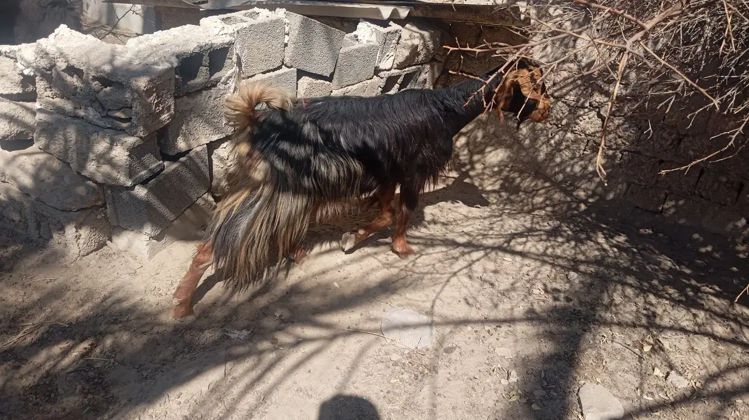 بز با کهره نر بزرگ|حیوانات مزرعه|سعدآباد, |دیوار