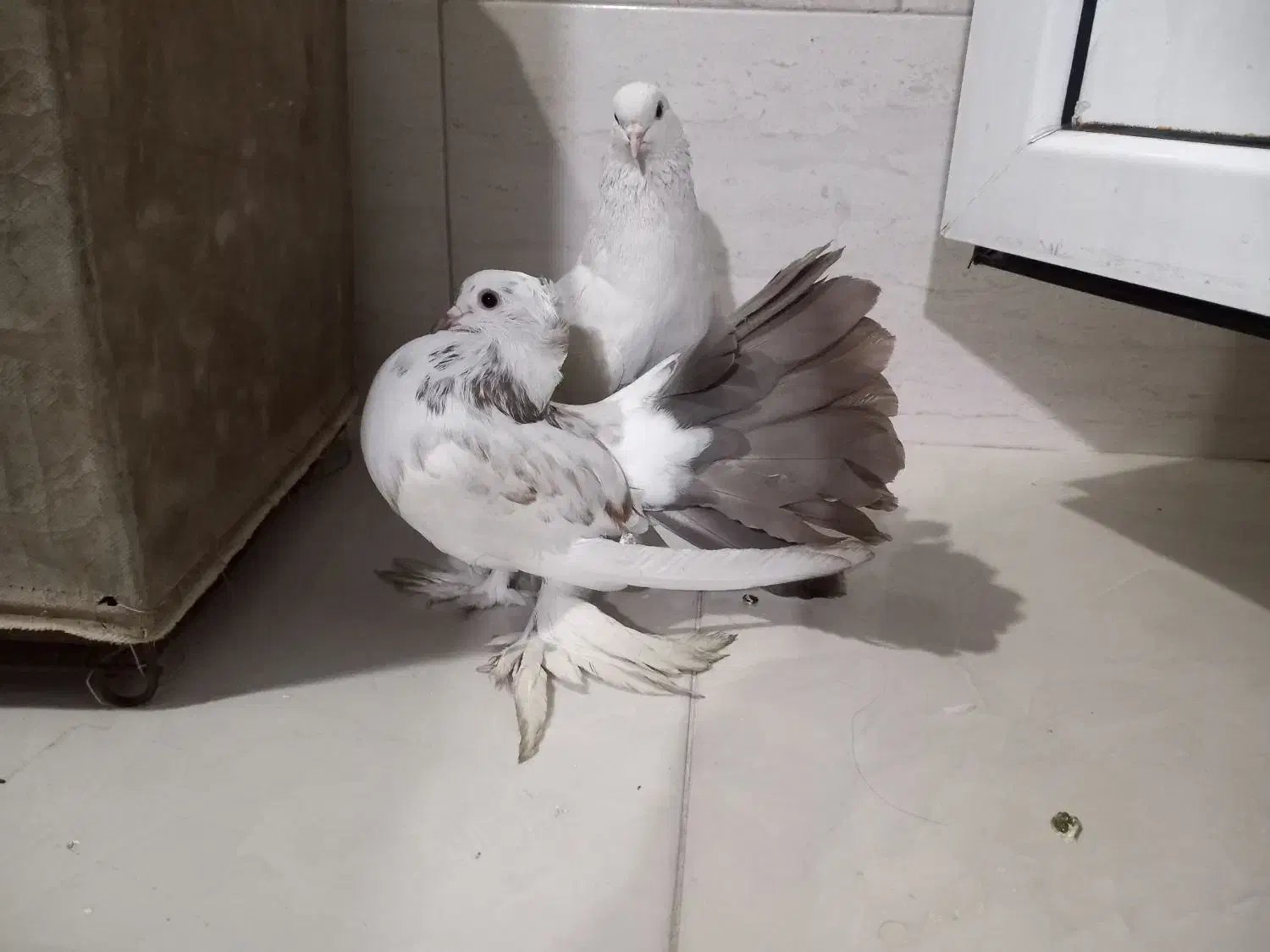 کفتر فروشی و معاوضه|پرنده|تهران, یافت آباد جنوبی|دیوار