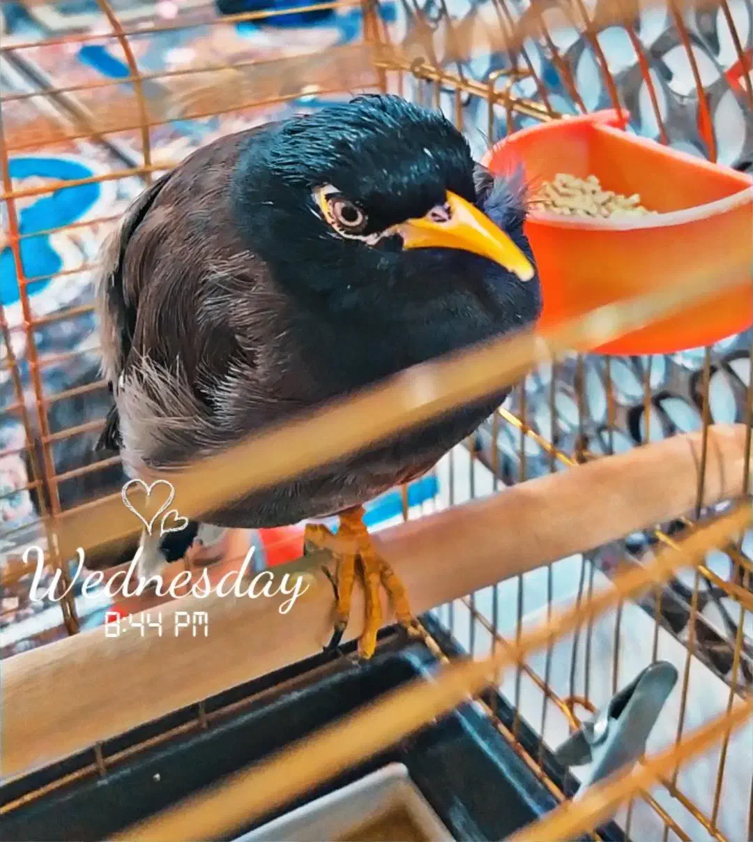 عروس هلندی|پرنده|شهرکرد, |دیوار