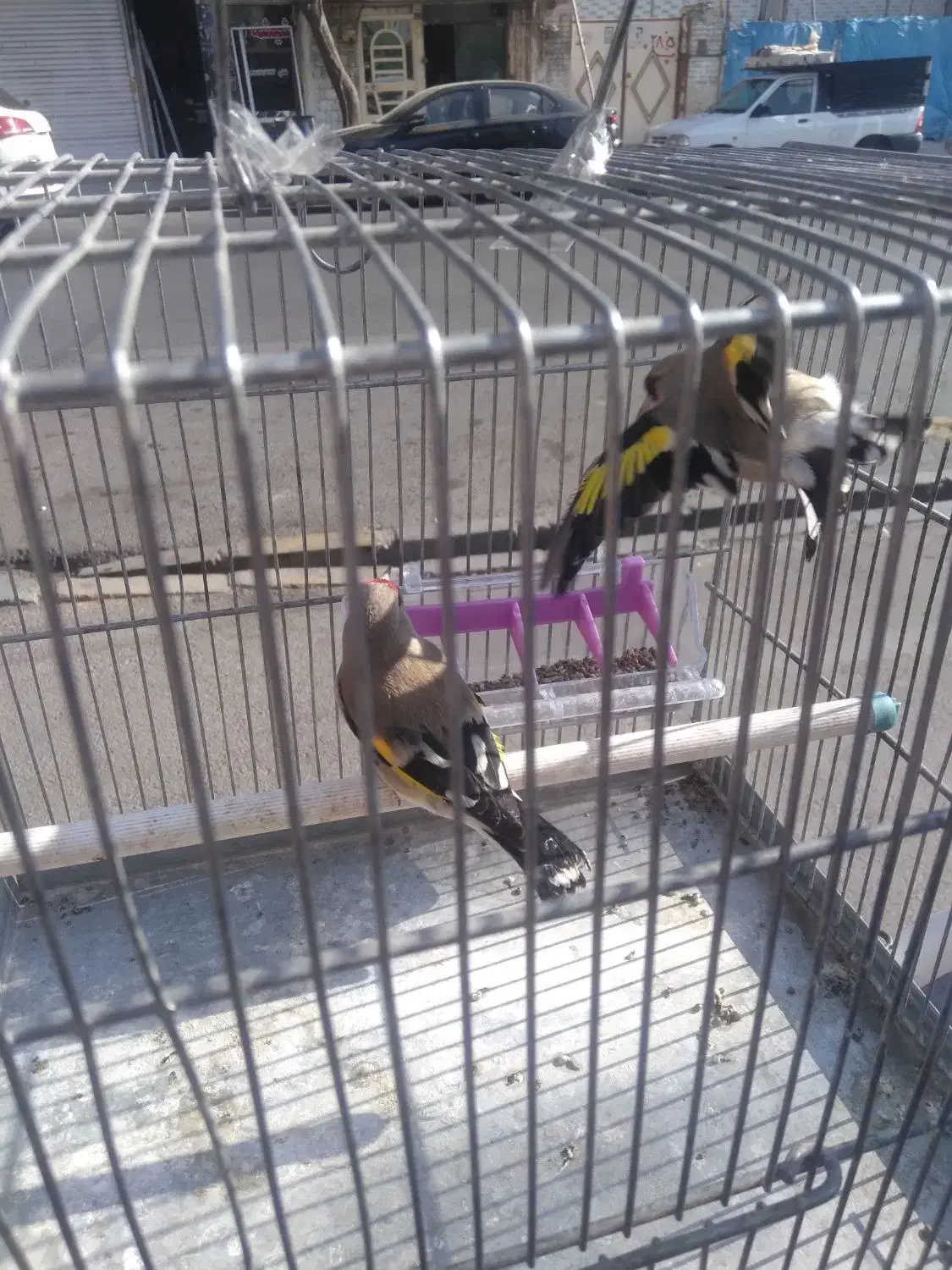 سلام ۲ عدد سهره گاوی درشت به شرط نر بودن تضمینی|پرنده|فردیس, فردیس|دیوار