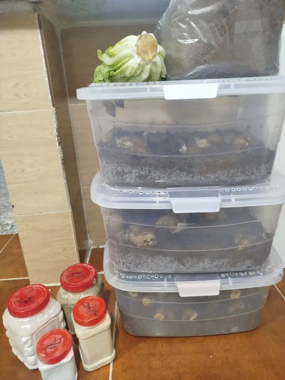 فروش حلزون سالم و سرحال،بصورت توافقی|خزنده|خرم‌آباد, |دیوار