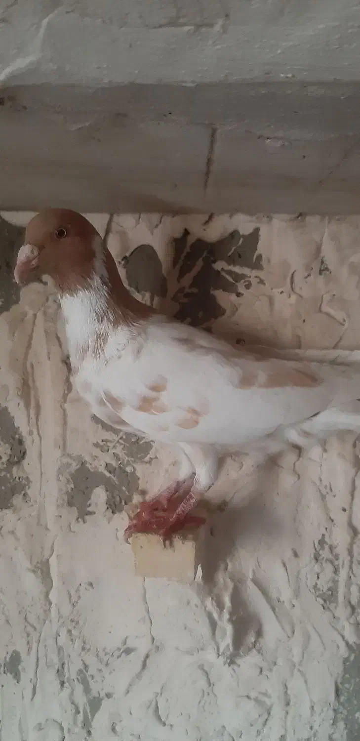 کفتر|پرنده|شیراز, پودنک|دیوار