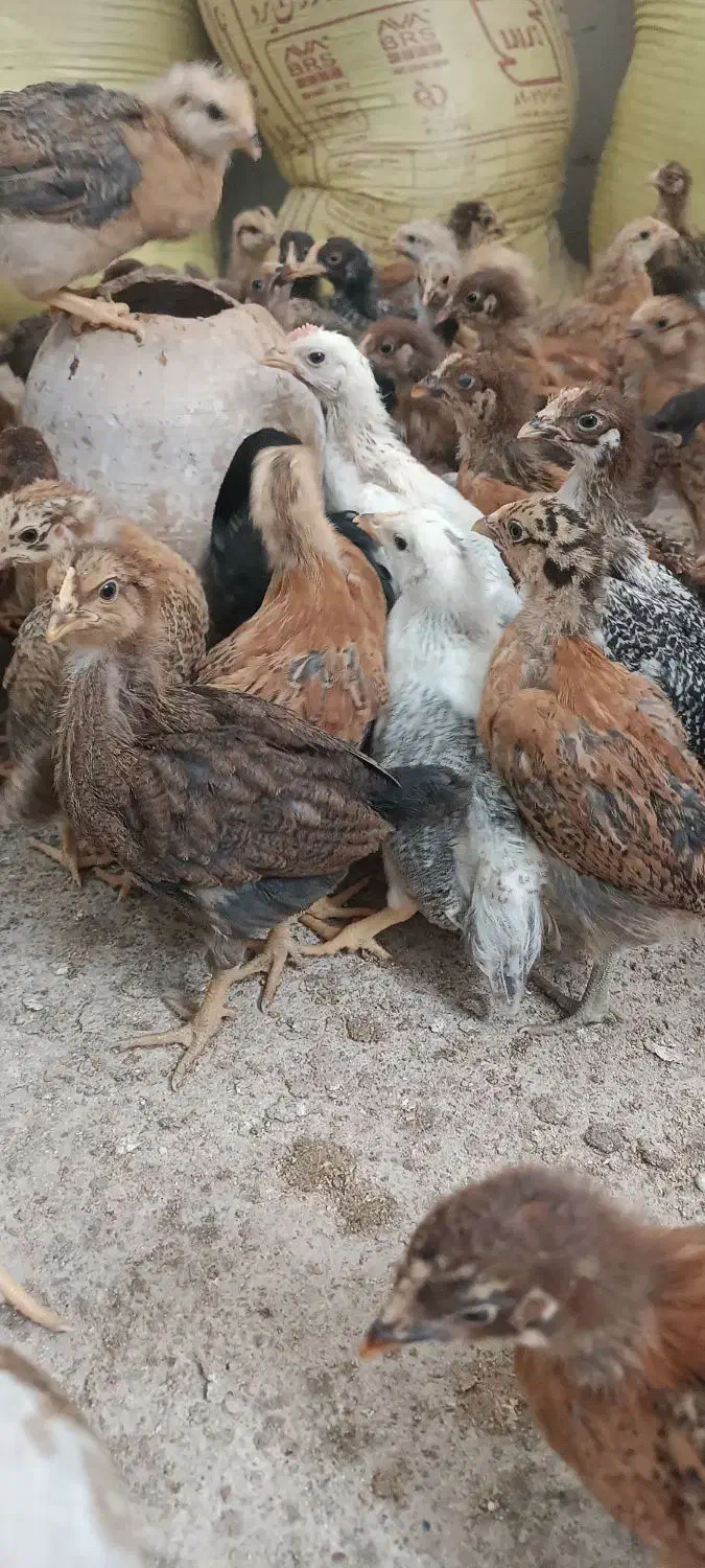 جوجه مرغ|حیوانات مزرعه|یزد, |دیوار