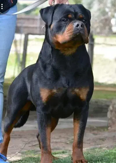 سگ رتفایلر|سگ|شیراز, حومه شیراز|دیوار