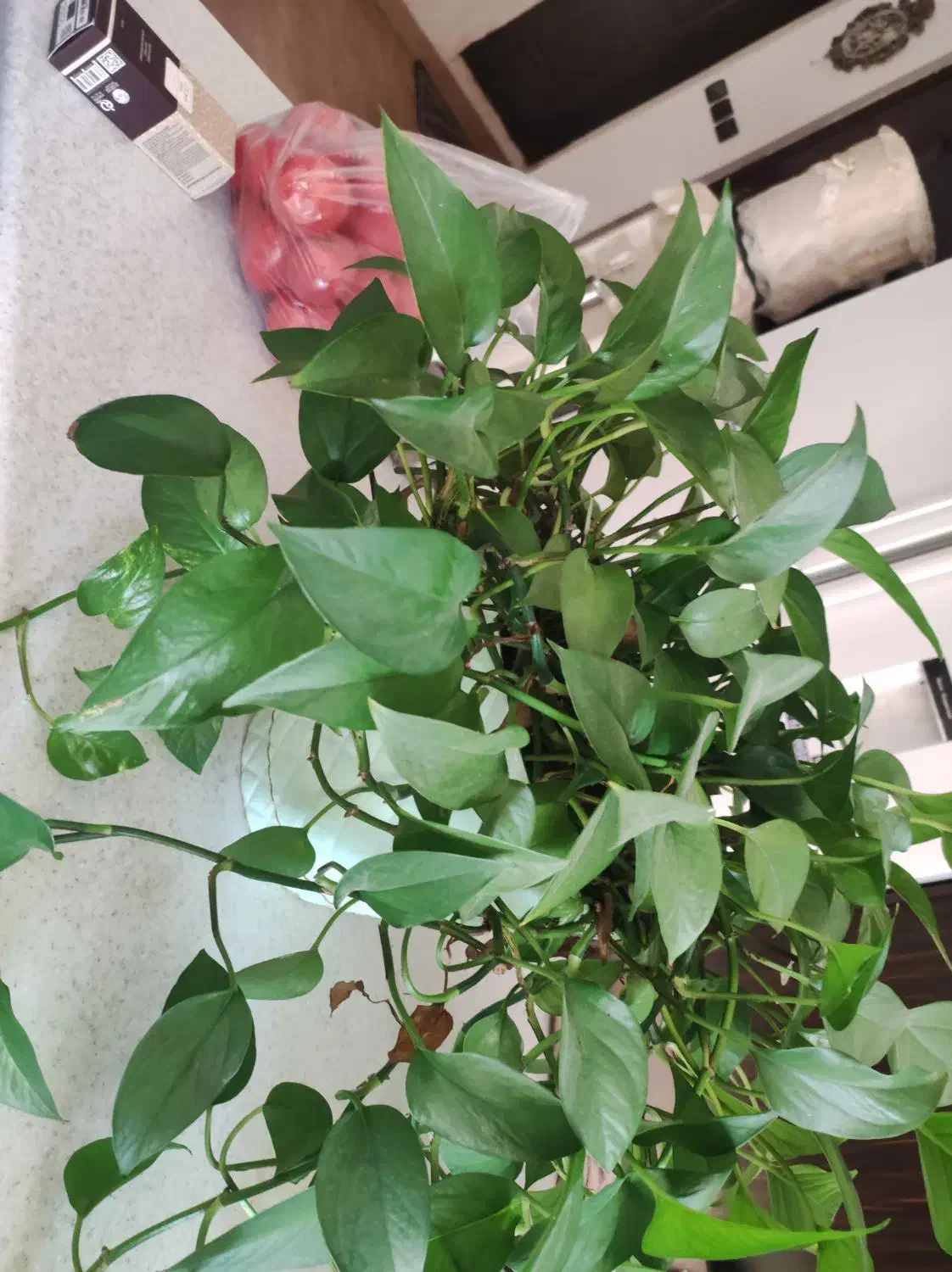 فروش گل|گل و گیاه طبیعی|بهشهر, |دیوار